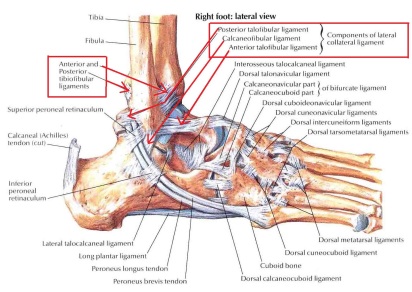 ligament-and-tendons-of-ankle