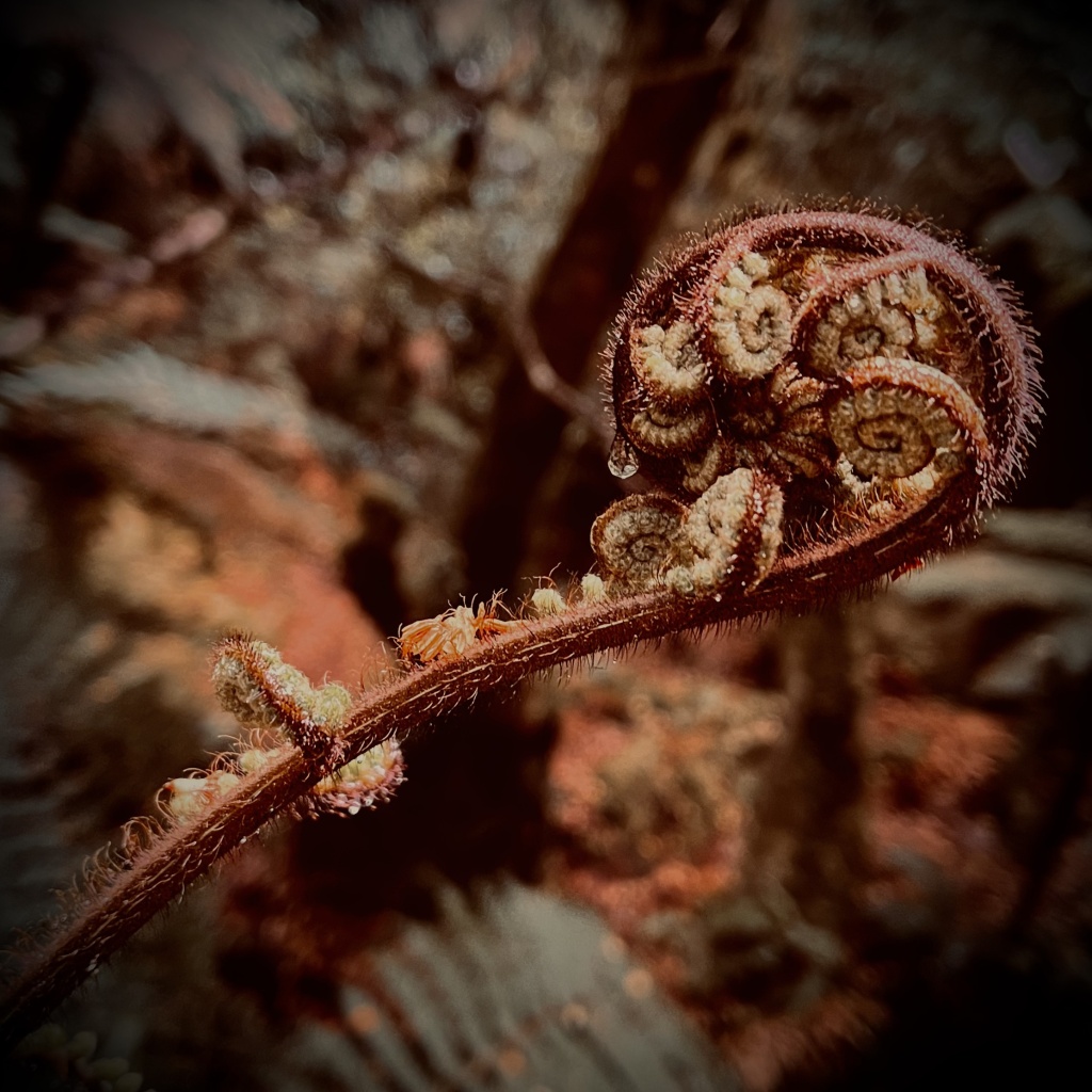 Curiosity in the Context of Pain: Part 1?#BTCP